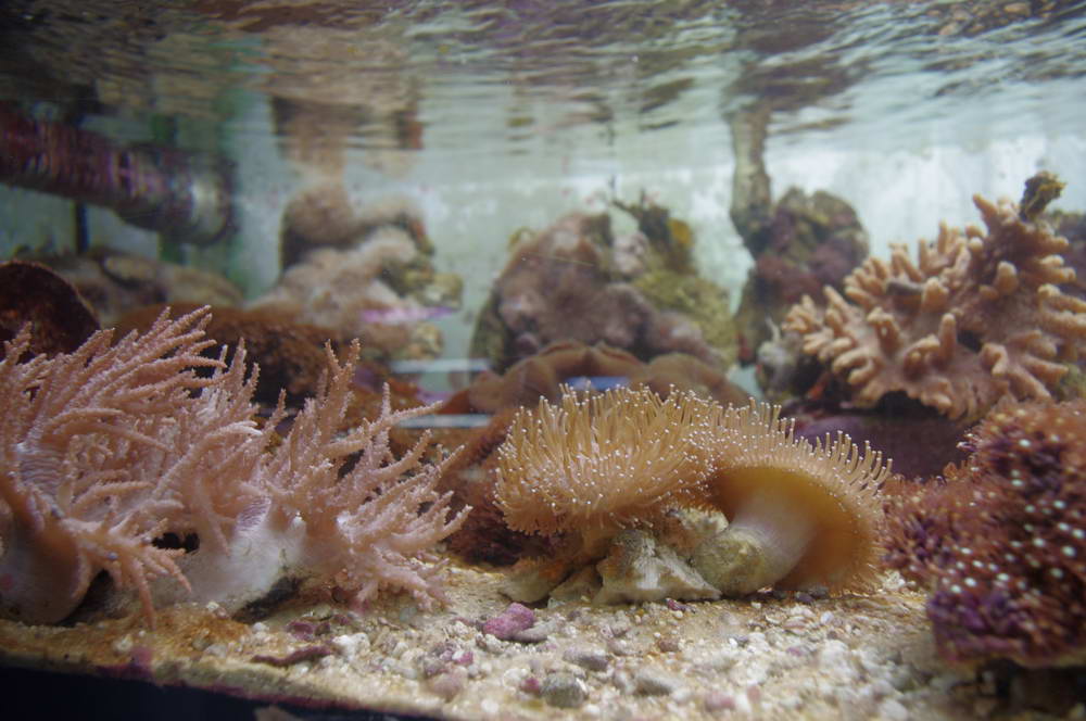 Морские аквариумы