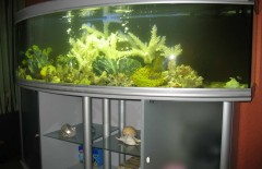 Оформление интерьера аквариумами