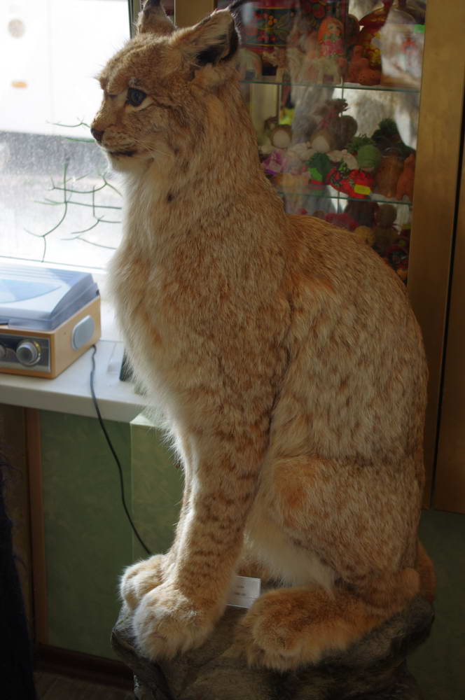 Чучела