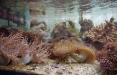 Морская аквариумистика в Казани